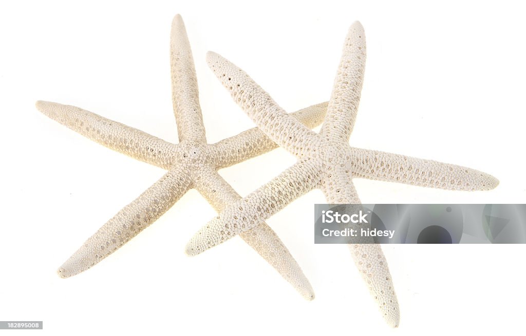 Duas estrelas do mar - Foto de stock de Branco royalty-free