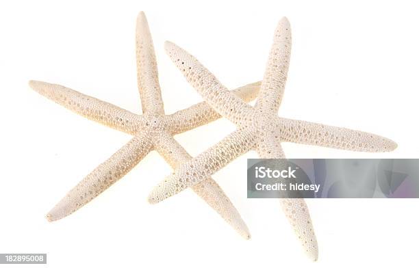 Foto de Duas Estrelas Do Mar e mais fotos de stock de Branco - Branco, Dois Objetos, Estrela-do-mar