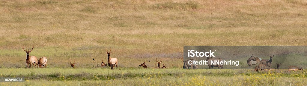tule elk  Cervus canadensis nannodes Herd of tule elk, Cervus canadensis nannodes, in grasslands. Spring with fawns and velvet on antlers of bucks. Fort Hunter Liggett, California, USA. Animal Stock Photo