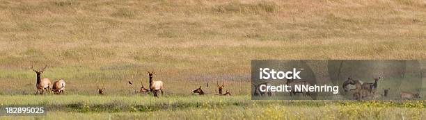 Tule Elk Cervus Canadensis Nannodes Stock Photo - Download Image Now - Animal, Animal Wildlife, Animals In The Wild