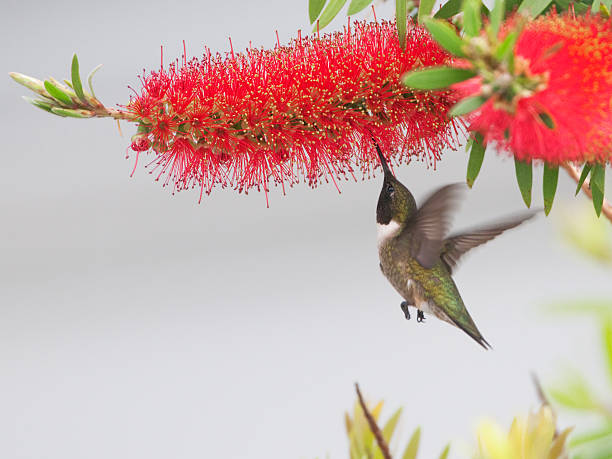 istock Ruby-throated Hummingbird feeding on Bottle Brush flower 182895044