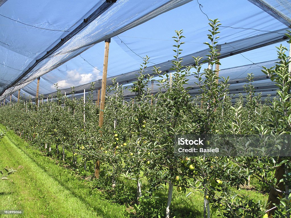 Apple orchard mit Hagel Schutz nets - Lizenzfrei Hagelschauer Stock-Foto