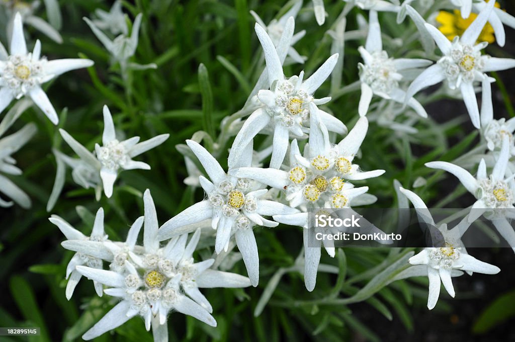 Edelweiss - Foto de stock de Edelvais royalty-free