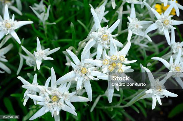 Foto de Edelweiss e mais fotos de stock de Edelvais - Edelvais, Branco, Flor