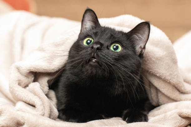 istock Portrait of a black cat peeking out from under a blanket during a cold snap 1828951620
