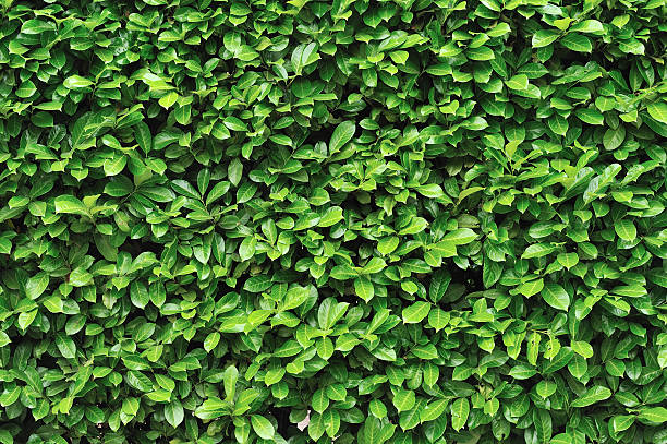 feuilles vertes fond - brush fence photos et images de collection