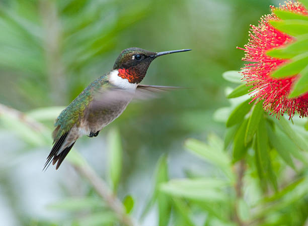 Ruby-throated Hummingbird feeding on Bottle Brush flower