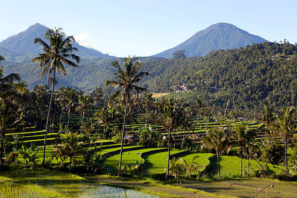 istock terraced rice paddy bali indonesia 182895364