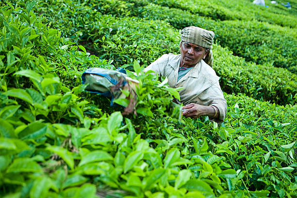 istock Woman harvesting tea leaves 182895419