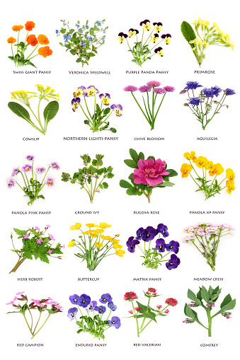 Edible European and British flowers and wildflowers large collection. Floral health food for seasoning, decoration and natural herbal medicine. Spring summer flora on white with titles.