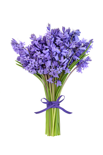 Bluebell flower bouquet for Spring on white background tied with purple ribbon bow. Floral gift present for birthday, Mothers Day, Easter. Hyacinthoides.