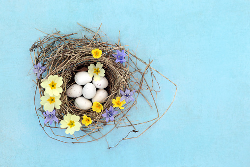 Blue tit eggs in bird nest with bluebell, cowslip and primula flowers on mottled blue background. Spring wild new life nature concept.