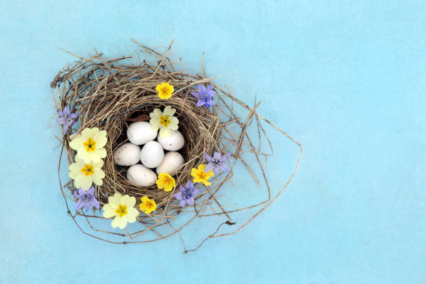 Blue Tit Eggs in Bird Nest with Spring Flowers stock photo