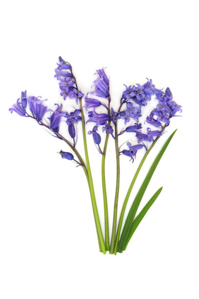 Bluebell Flower Bouquet Arrangement for Spring stock photo