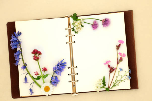istock Wildflowers from the British Countryside 1828956896