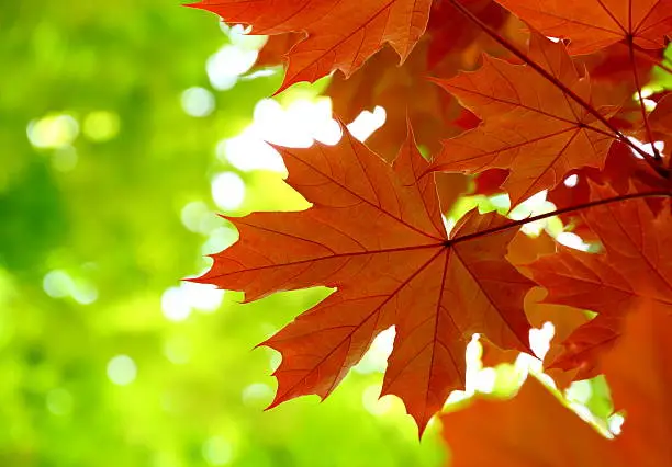 Photo of Colorful Autumn Background