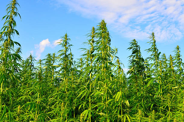 cáñamo la agricultura - hemp fotografías e imágenes de stock