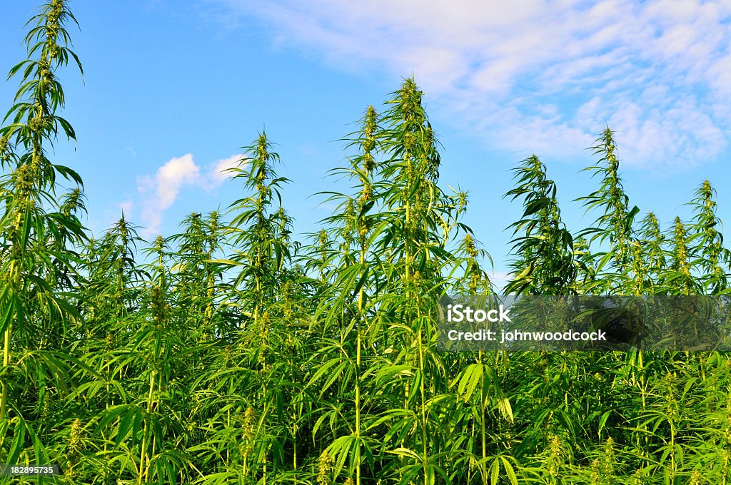 A lot of hemp growing on a hemp farm A field of hemp or cannabis, grown increasingly as a mainstream crop in the UK and used for a variety of uses. Hemp has been used for industrial purposes including paper, textiles, biodegradable plastics, construction, health food, fuel, and medical purposes. Hemp Stock Photo