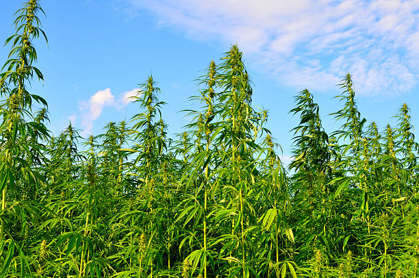 A lot of hemp growing on a hemp farm A field of hemp or cannabis, grown increasingly as a mainstream crop in the UK and used for a variety of uses. Hemp has been used for industrial purposes including paper, textiles, biodegradable plastics, construction, health food, fuel, and medical purposes. hemp stock pictures, royalty-free photos & images