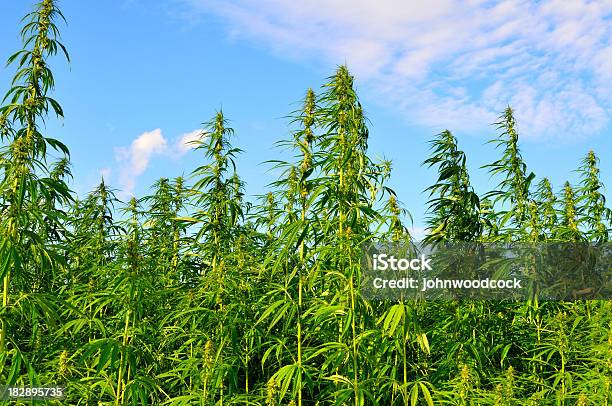 A Lot Of Hemp Growing On A Hemp Farm Stock Photo - Download Image Now - Hemp, Cannabis Plant, Agricultural Field