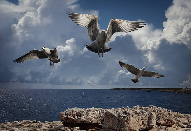 istock Flying Seagulls Above the Cliff 182895781