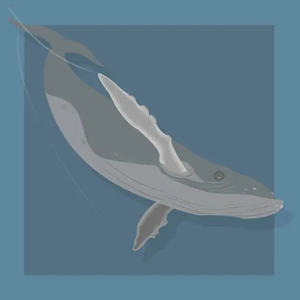 Vector illustration of Big Hump Whale retro vector illustration
