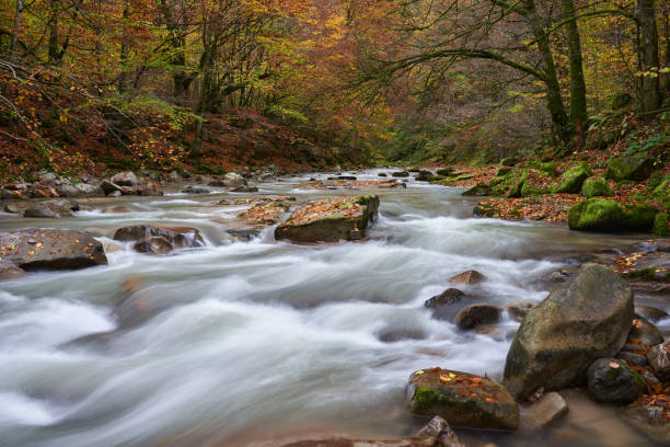 istock Landscape with a river in the forest 1828960029