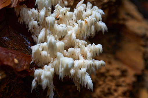 White edible parasite mushrooms on a fallen tree bark