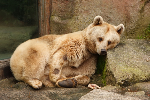 A very sad looking brown bear in captivity.