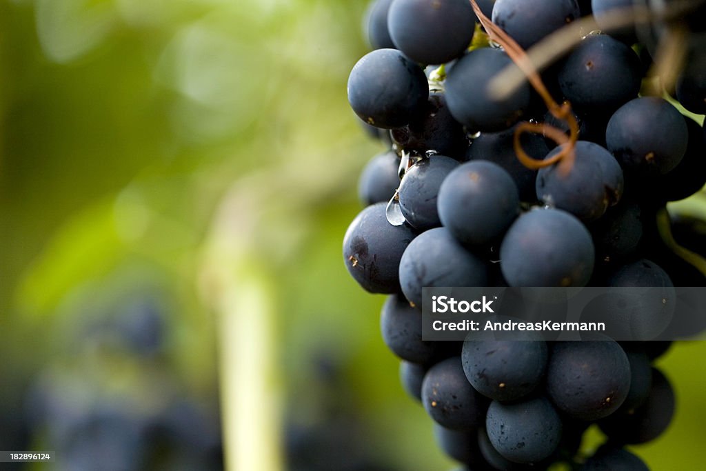 Rojo vine - Foto de stock de Primer plano libre de derechos