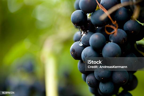 Rojo Vine Foto de stock y más banco de imágenes de Primer plano - Primer plano, Uva, Viña