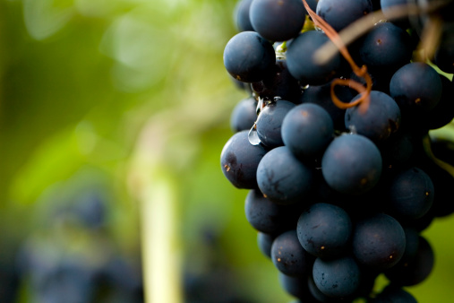 close-up of red grapes on a vineyard
