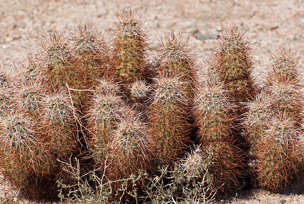 ёж кактус echinocereus engelmanii - sonoran desert hedgehog cactus plants nature стоковые фото и изображения