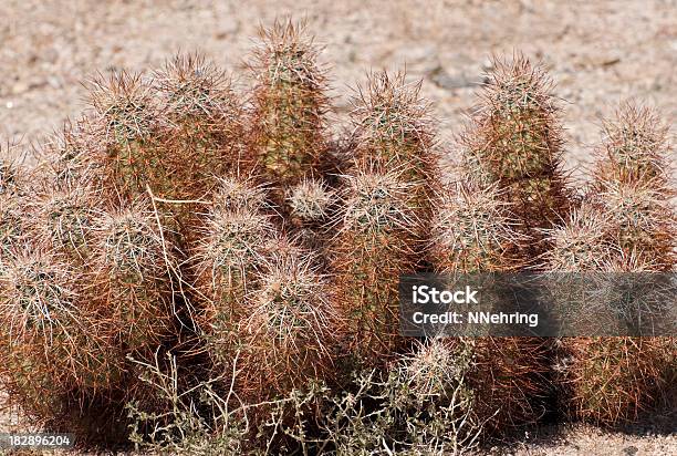 Ёж Кактус Echinocereus Engelmanii — стоковые фотографии и другие картинки Национальный парк Джошуа Три - Национальный парк Джошуа Три, Без людей, Горизонтальный