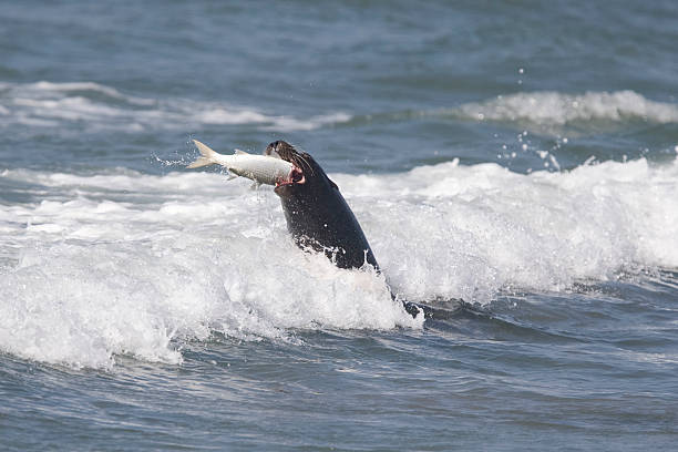 Seal catching a Fish stock photo