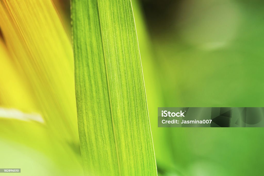 Gras Hintergrund - Lizenzfrei Bildhintergrund Stock-Foto