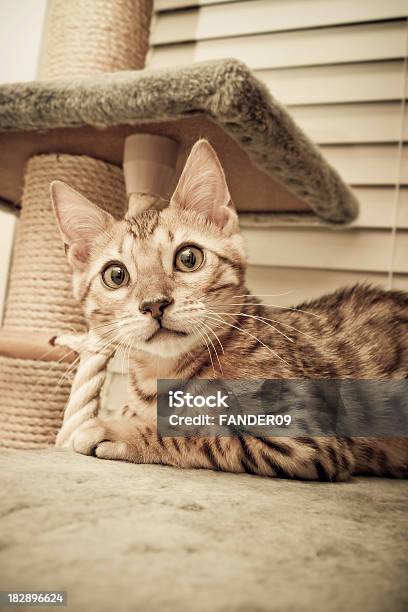 Bengal Tiger Cat Stock Photo - Download Image Now - Animal, Animal Body Part, Animal Eye