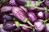 Freshly picked organic eggplants