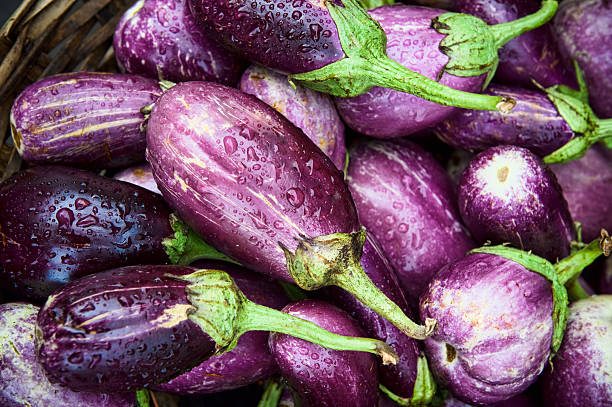 Freshly picked organic eggplants Eggplant right from the field aubergine stock pictures, royalty-free photos & images