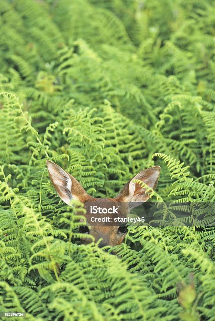 White-tail deer, fawn hiding in the tall ferns "White-tail deer, fawn hiding in the tall ferns" Alertness Stock Photo
