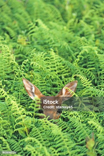 Whitetail Deer Fawn Hiding In The Tall Ferns Stock Photo - Download Image Now - Alertness, Animal, Animal Body Part