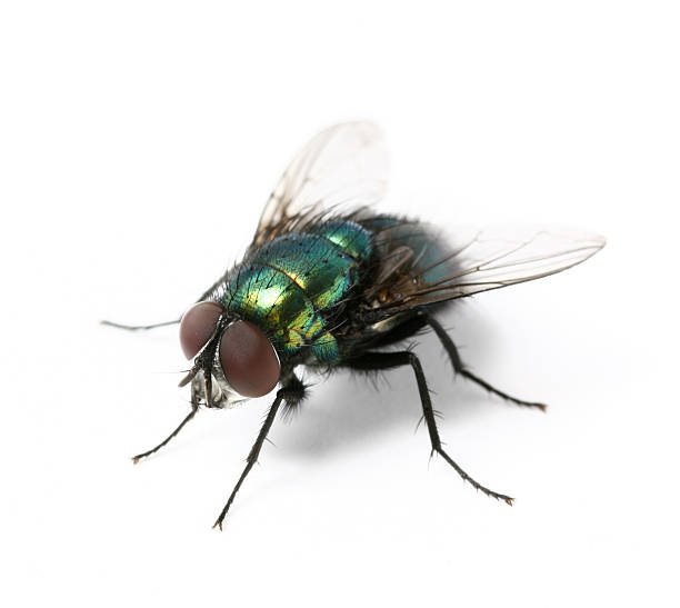 fly - fly housefly ugliness unhygienic stock-fotos und bilder