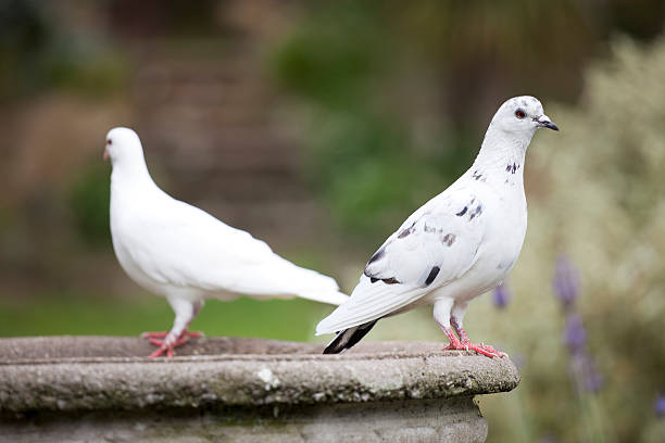 istock Two Doves Perched On A Bird Bath In The Garden 182897036