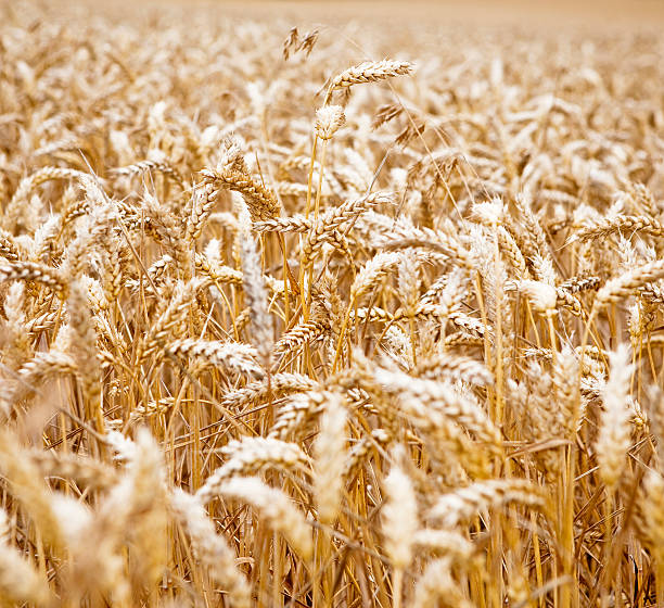 골든 위트 필드 - wheat whole wheat close up corn on the cob 뉴스 사진 이미지