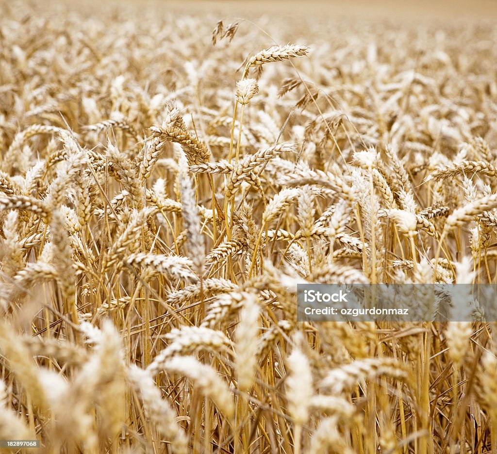 Golden wheat field "Golden wheat field, close up" Agricultural Field Stock Photo