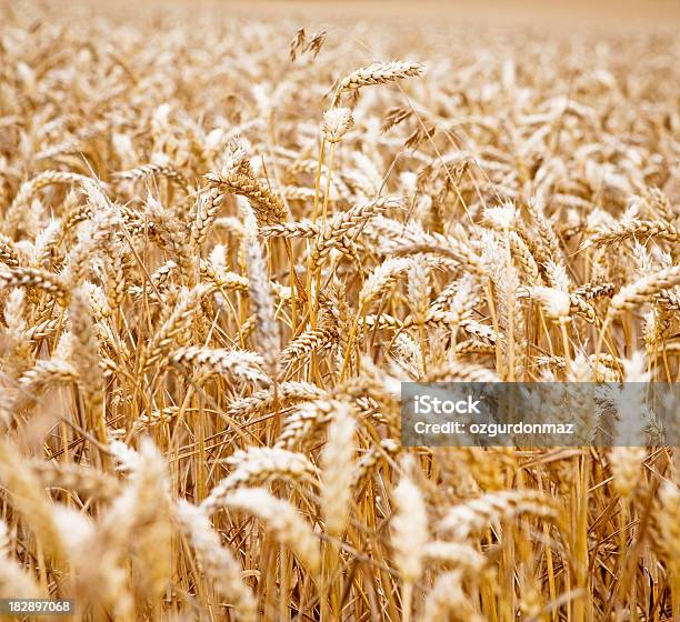 Golden Wheat Field Stock Photo - Download Image Now - Agricultural Field, Agriculture, Cereal Plant