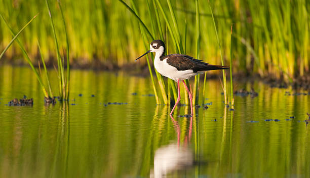 Black-necked Stilt in Evening Light