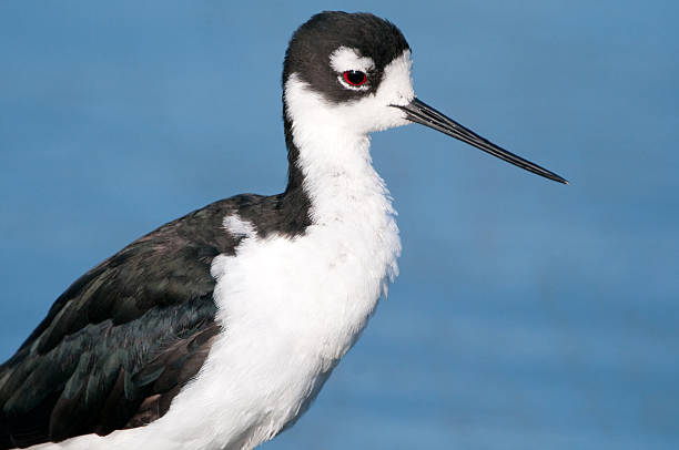 istock Black-necked Stilt Closeup 182897085