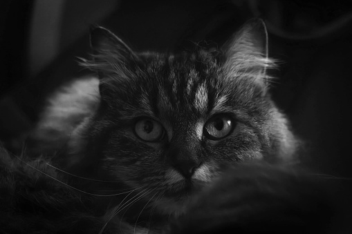 Close-up portrait of a young Maine Coon male cat ( black silver blotched tabby ) with jade green eyes looking through a louver , dark background , high definition photo HD format )