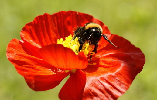 Close-up of a garden pansy flower with colorful blossoms in a flower garden, Germany